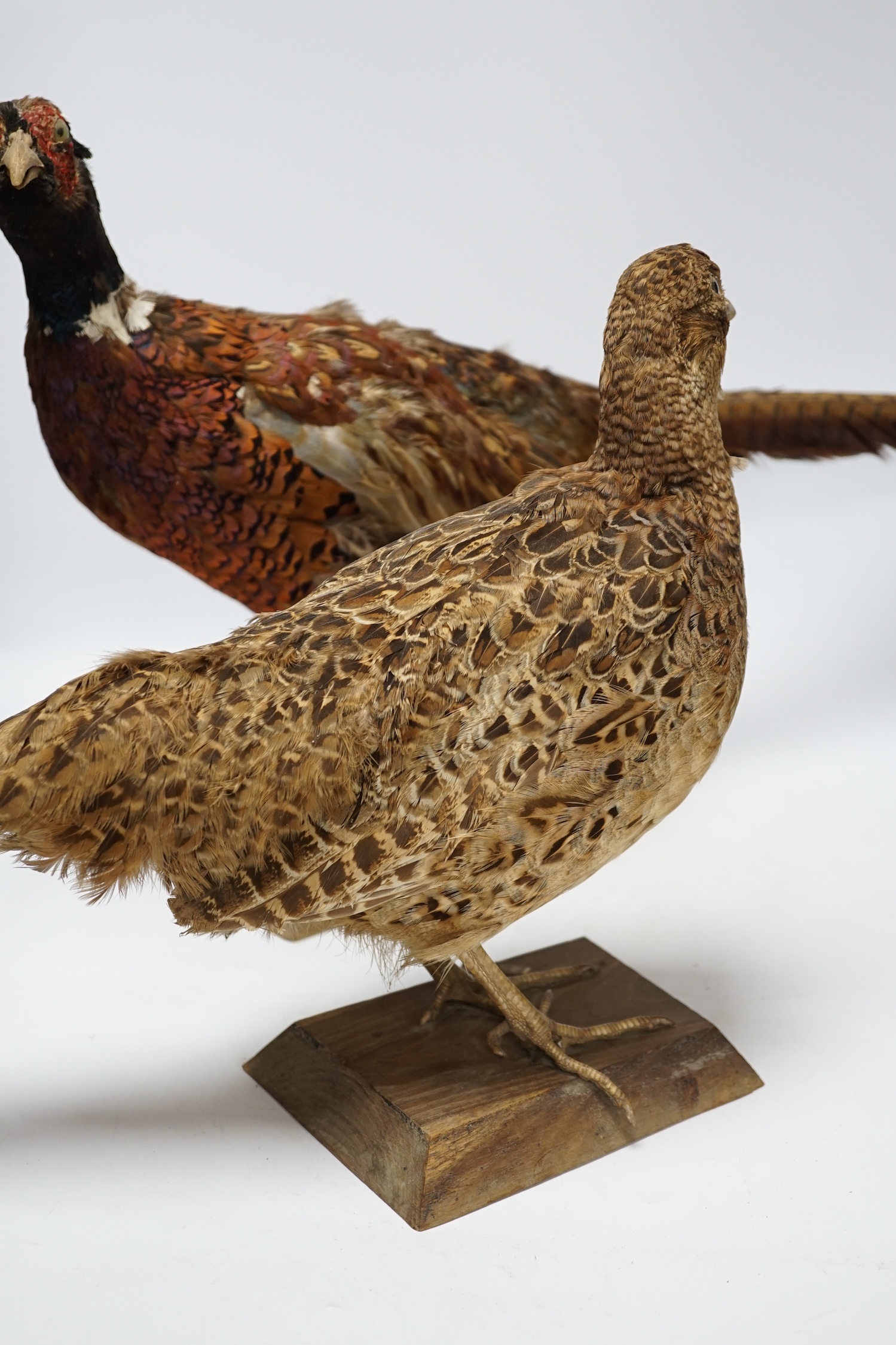 Taxidermy - two pheasants, separately mounted, largest 65cm long. Condition - poor